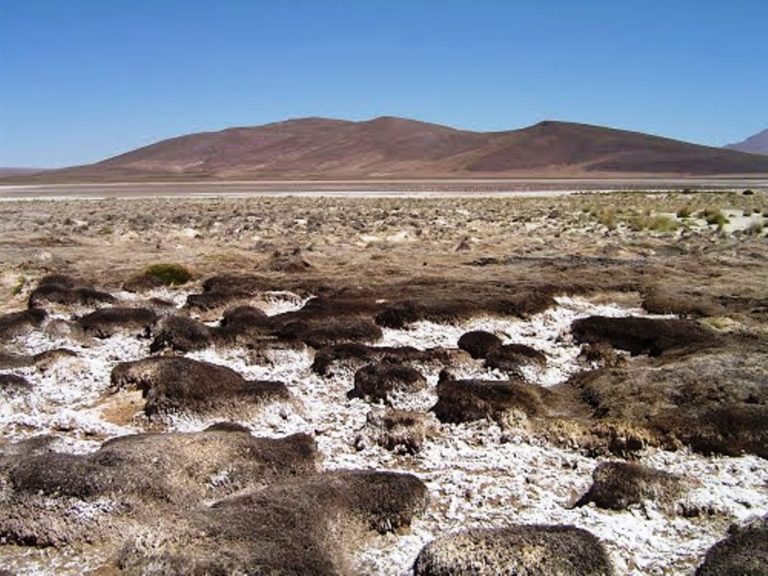 Primer Tribunal Ambiental decreta medida cautelar que impide a Minera Cerro Colorado la extracción de agua del acuífero Lagunillas