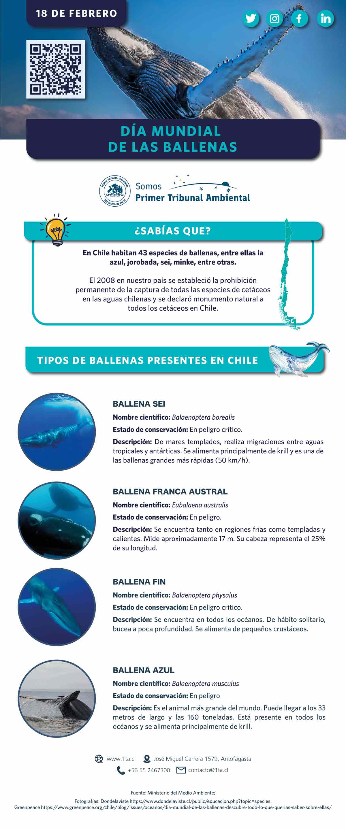 Día Mundial de las Ballenas