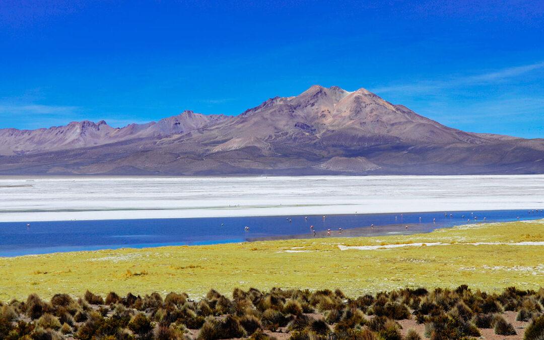 Primer Tribunal Ambiental dicta medida cautelar y decreta paralización de faenas de Quiborax en el Salar de Surire