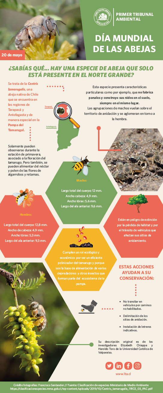 Día mundial de las abejas